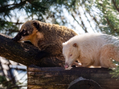 Rode neusbeer - De Zonnegloed - Dierenpark - Dieren opvangcentrum - Sanctuary